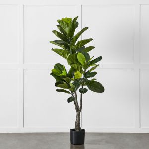 Potted Ficus