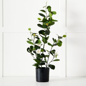 Potted Camelia  