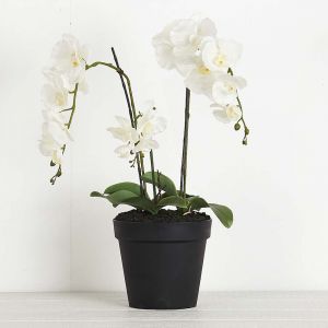 Potted Orchid Phalaenopsis 