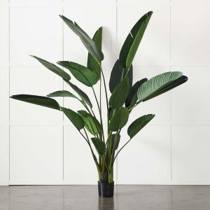 Potted Plant Palm