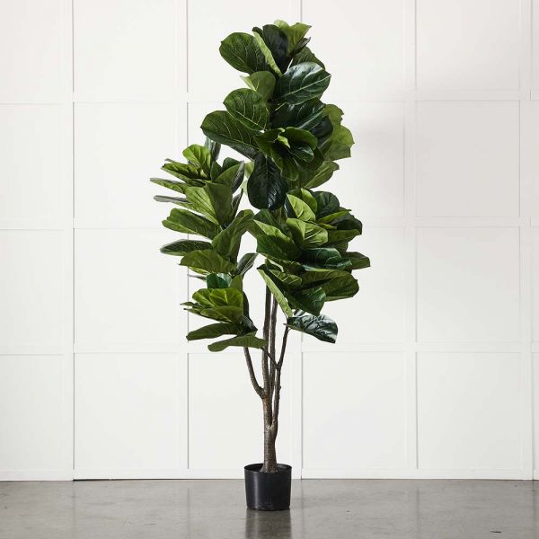 Potted Ficus XL