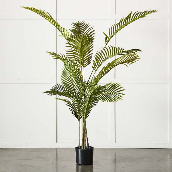 Potted Areca Palm Plant
